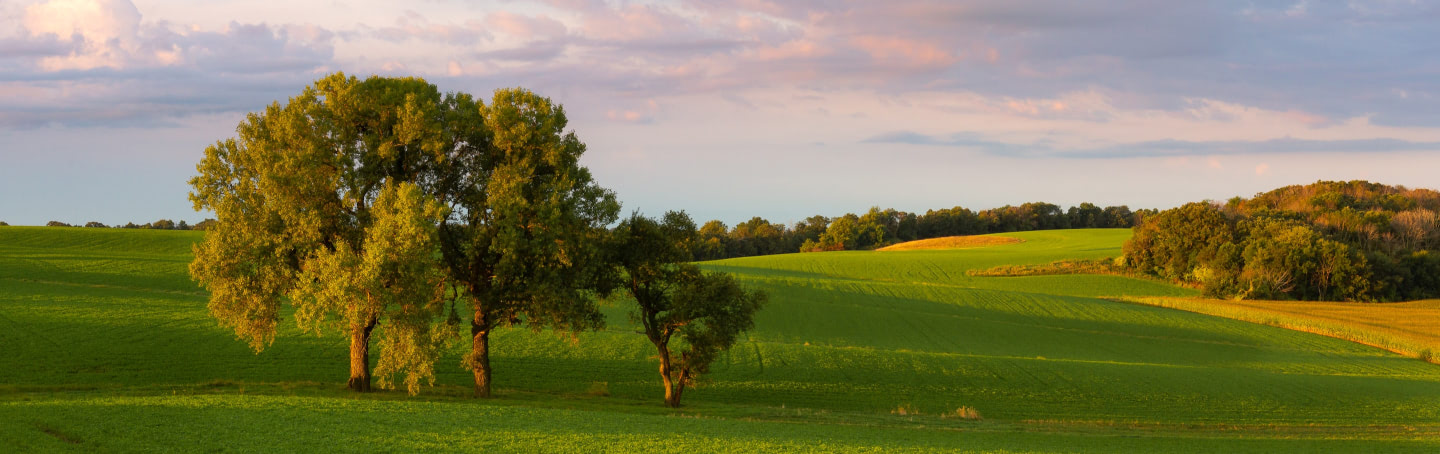 trees in field